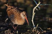 Suklavuzu / Rallus aquaticus / Water rail